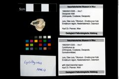 Foto (Objekt + Etikett) von Cyclothyreus sp.  (NHMW-GEO-1990-0041-3305)